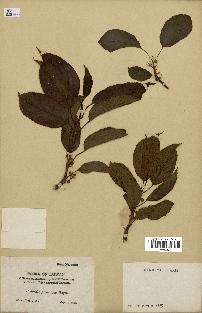 spécimen de Actinidia callosa