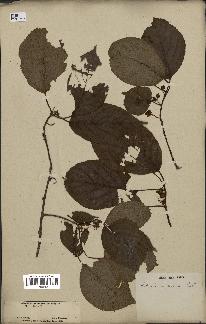 spécimen de Actinidia callosa