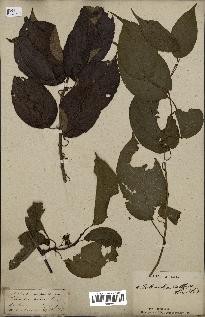spécimen de Actinidia callosa