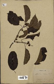 spécimen de Actinidia callosa