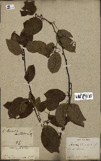 spécimen de Actinidia callosa