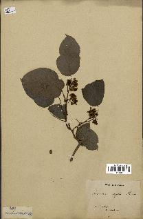 spécimen de Actinidia callosa