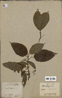 spécimen de Actinidia callosa