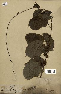 spécimen de Actinidia callosa