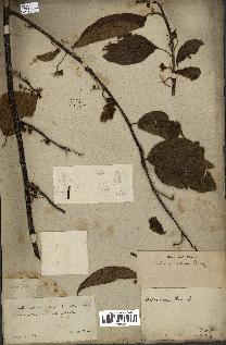 spécimen de Actinidia callosa