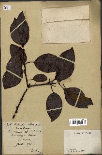 spécimen de Actinidia callosa
