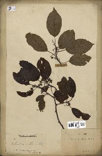 spécimen de Actinidia callosa