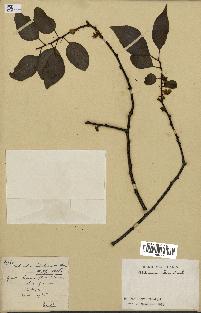 spécimen de Actinidia callosa
