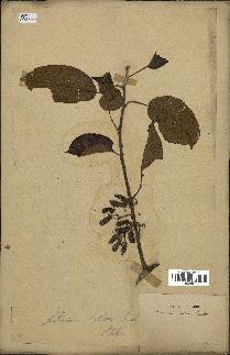 spécimen de Actinidia callosa