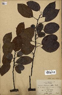spécimen de Actinidia callosa