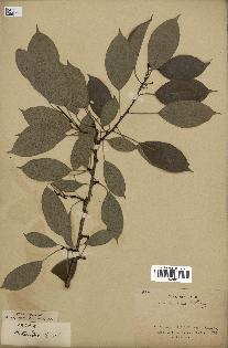 spécimen de Actinidia callosa