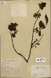spécimen de Actinidia callosa
