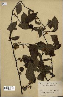 spécimen de Actinidia callosa