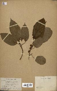 spécimen de Actinidia callosa
