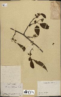 spécimen de Actinidia callosa