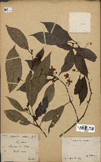 spécimen de Actinidia callosa