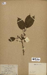 spécimen de Actinidia callosa
