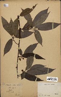 spécimen de Actinidia callosa