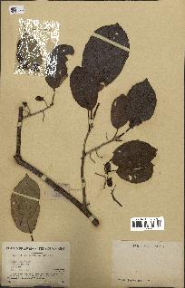 spécimen de Actinidia callosa