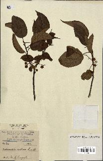 spécimen de Actinidia callosa