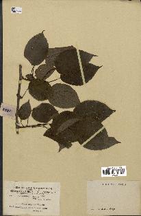 spécimen de Actinidia callosa