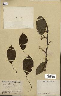 spécimen de Actinidia callosa