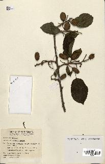 spécimen de Actinidia callosa