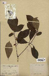 spécimen de Actinidia callosa