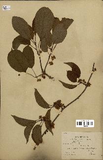 spécimen de Actinidia callosa