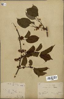 spécimen de Actinidia callosa