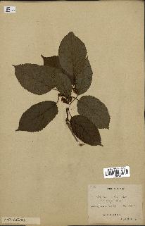 spécimen de Actinidia callosa