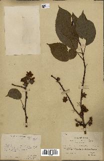 spécimen de Actinidia callosa