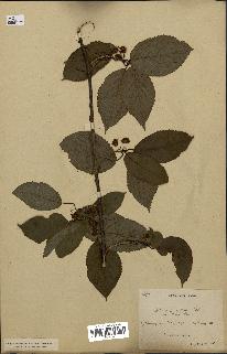 spécimen de Actinidia callosa