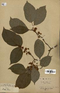spécimen de Actinidia callosa