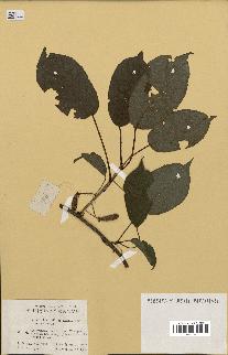 spécimen de Actinidia callosa