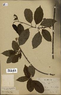 spécimen de Actinidia callosa