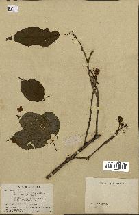 spécimen de Actinidia callosa