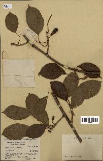 spécimen de Actinidia callosa