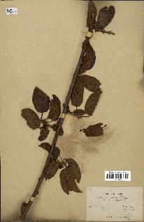 spécimen de Actinidia callosa