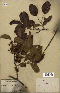 spécimen de Actinidia callosa