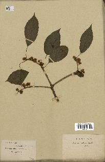 spécimen de Actinidia callosa
