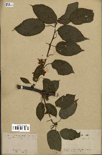 spécimen de Actinidia callosa