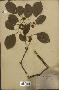 spécimen de Actinidia callosa