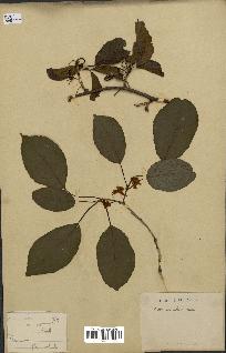 spécimen de Actinidia callosa