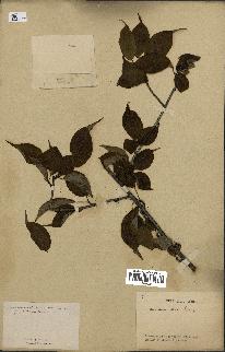 spécimen de Actinidia callosa