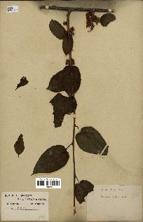 spécimen de Actinidia callosa
