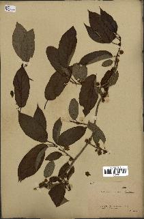spécimen de Actinidia callosa