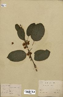 spécimen de Actinidia callosa