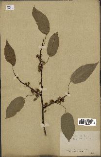 spécimen de Actinidia callosa