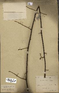 spécimen de Actinidia callosa